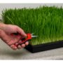 Hydroponic Micro Snips – Corona – 2-5/16″